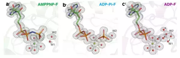 蛋白質アクチンの高分解能構造とATP加水分解反応メカニズムの解明～地球上の生命の最も重要な化学反応の一つの理解の前進～