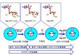 「蛋白質アクチンの高分解能構造とATP加水分解反応メカニズムの解明～地球上の生命の最も重要な化学反応の一つの理解の前進～」の画像3