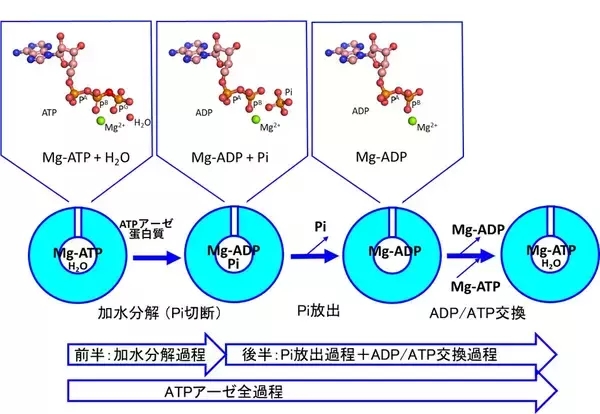 「蛋白質アクチンの高分解能構造とATP加水分解反応メカニズムの解明～地球上の生命の最も重要な化学反応の一つの理解の前進～」の画像