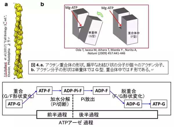「蛋白質アクチンの高分解能構造とATP加水分解反応メカニズムの解明～地球上の生命の最も重要な化学反応の一つの理解の前進～」の画像