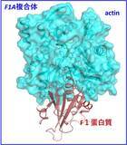 「蛋白質アクチンの高分解能構造とATP加水分解反応メカニズムの解明～地球上の生命の最も重要な化学反応の一つの理解の前進～」の画像5
