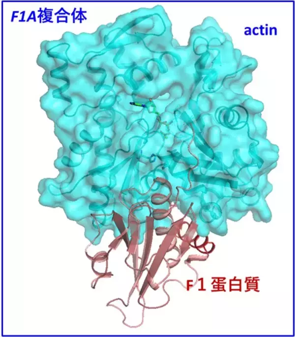 「蛋白質アクチンの高分解能構造とATP加水分解反応メカニズムの解明～地球上の生命の最も重要な化学反応の一つの理解の前進～」の画像