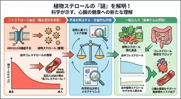 【埼玉医科大学】植物ステロールパラドックスの正体に迫る ― 動脈硬化への「有益性」と「悪影響」の矛盾に対する定量的再検証