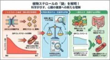 【埼玉医科大学】植物ステロールパラドックスの正体に迫る ― 動脈硬化への「有益性」と「悪影響」の矛盾に対する定量的再検証