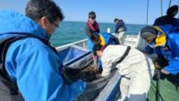 近畿大学と新潟県立海洋高校が高大連携で取り組む海づくり　育てたノドグロ稚魚約1,500尾を日本海に放流