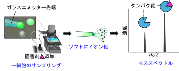 【横浜市立大学】細胞内で形成されたタンパク質―薬物複合体の細胞ネイティブ質量分析に成功