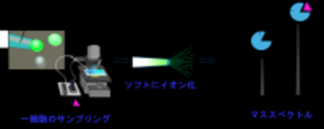 【横浜市立大学】細胞内で形成されたタンパク質―薬物複合体の細胞ネイティブ質量分析に成功