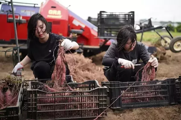「淑徳大学×ソラシドエア×宮崎県7自治体×多摩大学との産官学連携 最終発表会を実施　～一年間の実践を通じて、航空を通じた地方創生を提案 ～」の画像