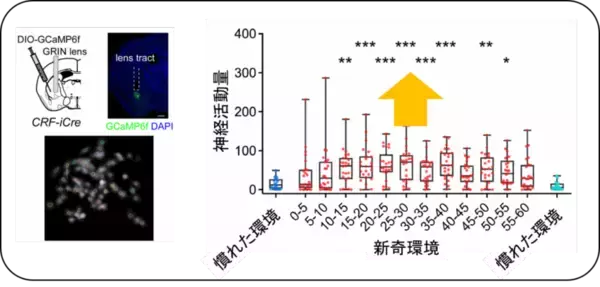 新しい環境では「眠れない」のはなぜか？生存を支える覚醒回路を解明、睡眠障害の病態理解に新たな視点