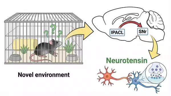 「新しい環境では「眠れない」のはなぜか？生存を支える覚醒回路を解明、睡眠障害の病態理解に新たな視点」の画像