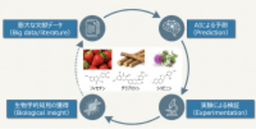 【東京農業大学（共同研究）】大腸がん細胞の増殖を抑える可能性がある3つの植物由来成分を特定　～食の機能性研究を人工知能の活用で加速～