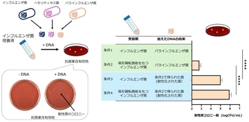 【名城大学】薬剤耐性拡大の新たな要因を解明　― 高度な形質転換能を持つインフルエンザ菌が耐性遺伝子の伝播を促進する―