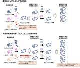 「【名城大学】薬剤耐性拡大の新たな要因を解明　― 高度な形質転換能を持つインフルエンザ菌が耐性遺伝子の伝播を促進する―」の画像3