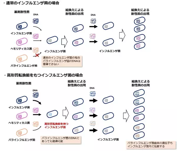 「【名城大学】薬剤耐性拡大の新たな要因を解明　― 高度な形質転換能を持つインフルエンザ菌が耐性遺伝子の伝播を促進する―」の画像