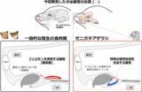 「【東京農業大学（共同研究）】アザラシではフェロモンの受容器官が特殊な粘液の分泌器官に変化していることを発見」の画像1