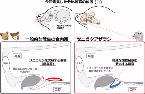 【東京農業大学（共同研究）】アザラシではフェロモンの受容器官が特殊な粘液の分泌器官に変化していることを発見