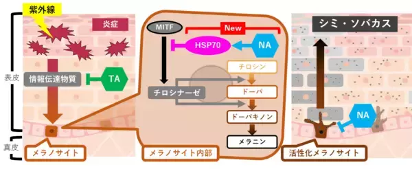 「トラネキサム酸とナイアシンアミドの併用によるメラニン生成抑制効果とナイアシンアミドの新規作用機序を解明」の画像