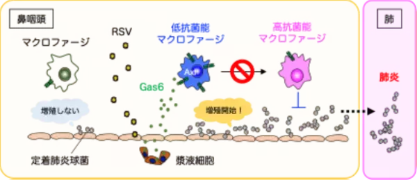 【東京医科大学】RSウイルス感染が「鼻の奥にすみつく肺炎球菌」を増やす仕組みを解明 ～免疫細胞に “ブレーキ” をかけるGas6の働きに着目～