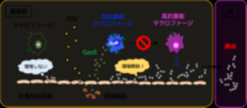 【東京医科大学】RSウイルス感染が「鼻の奥にすみつく肺炎球菌」を増やす仕組みを解明 ～免疫細胞に “ブレーキ” をかけるGas6の働きに着目～