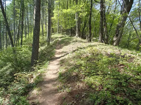 「「人気の霧訪山で地元ガイドと春を探す360°パノラマの低山登山」ツアーを催行します。先着順にて絶賛販売中です！」の画像