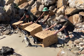 【京都水族館】4月25日「世界ペンギンの日」記念ケープペンギンの生息地視察報告トークセッション開催