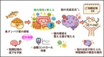 ◆関西大学と関西医科大学の研究チームが、魚を食べることによる健康効果を科学的に実証◆ 魚由来タンパク質の摂取は加齢に伴う短期記憶低下を予防 ～腸内環境を整え、脳の炎症を抑制する～