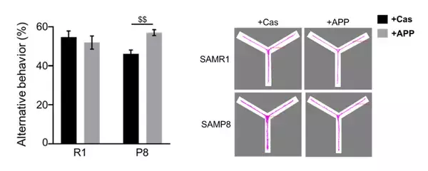 「◆関西大学と関西医科大学の研究チームが、魚を食べることによる健康効果を科学的に実証◆ 魚由来タンパク質の摂取は加齢に伴う短期記憶低下を予防 ～腸内環境を整え、脳の炎症を抑制する～」の画像