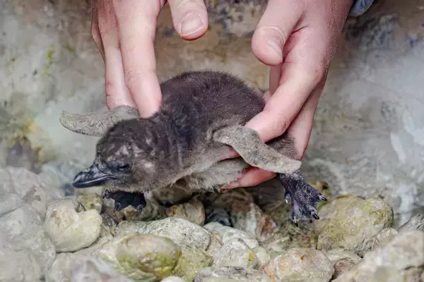 【京都水族館】この時期だけ!ふわふわの綿羽に包まれた赤ちゃんが見られるケープペンギンの赤ちゃんが2羽誕生!
