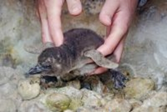 【京都水族館】この時期だけ!ふわふわの綿羽に包まれた赤ちゃんが見られるケープペンギンの赤ちゃんが2羽誕生!