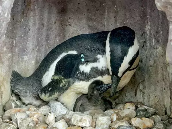 「【京都水族館】この時期だけ!ふわふわの綿羽に包まれた赤ちゃんが見られるケープペンギンの赤ちゃんが2羽誕生!」の画像