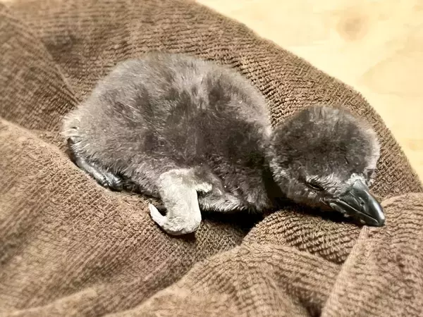 「【京都水族館】この時期だけ!ふわふわの綿羽に包まれた赤ちゃんが見られるケープペンギンの赤ちゃんが2羽誕生!」の画像