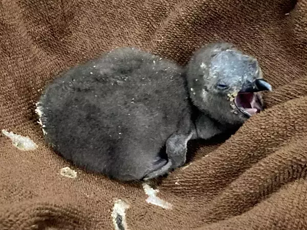 「【京都水族館】この時期だけ!ふわふわの綿羽に包まれた赤ちゃんが見られるケープペンギンの赤ちゃんが2羽誕生!」の画像