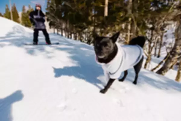 「ウイングヒルズ白鳥リゾート（岐阜県スキー場）ゴンドラ運行！全面滑走可能！！」の画像