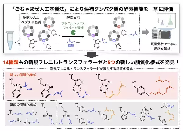 「【横浜市立大学】「ごちゃまぜ法」でペプチドを修飾する新規酵素を一挙に探索」の画像