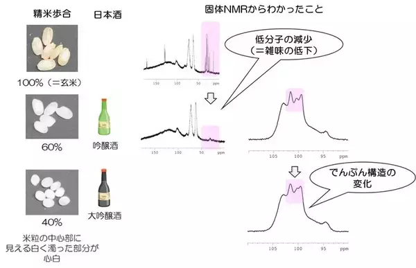 【Food Chemistry誌掲載】 東洋大学の研究グループが日本酒用酒米「山田錦」の心白※1構造を分子レベルで解明～酒米の磨きによって露出する心白デンプンの構造的特徴を分子レベルで可視化