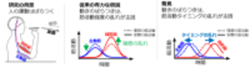 世界初、人の動作の「ばらつき」を生む脳の仕組みを解明 ～医療・スポーツ分野における運動能力の評価・向上への新たな道筋～