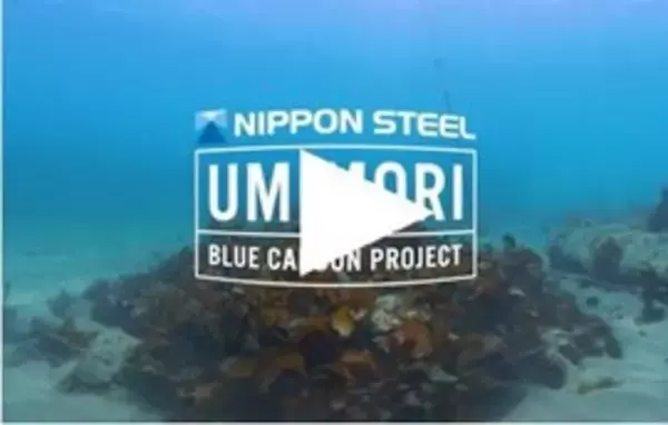 「日本製鉄　伊勢志摩・船越浜で歩みを進める「海の森づくり」藻場再生の最前線を記録した「UMIMORI プロジェクト 伊勢志摩」を公開」の画像