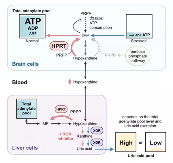 「尿酸値と神経変性疾患発症リスクとの関連を明らかに〜ヒトの脳におけるプリンサルベージ経路の重要性の証明及びその増強による新たな進行防止戦略〜」の画像