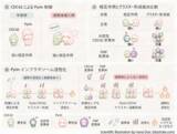 「【横浜市立大学】炎症の“スイッチ”を入れる新たな仕組みを発見」の画像1