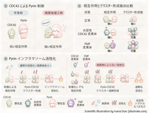 【横浜市立大学】炎症の“スイッチ”を入れる新たな仕組みを発見