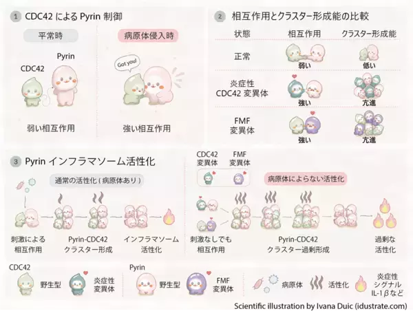 【横浜市立大学】炎症の“スイッチ”を入れる新たな仕組みを発見