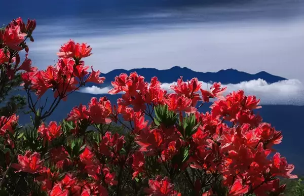 「初夏はレンゲツツジの花咲く高ボッチ高原へ行ってみよう！」の画像