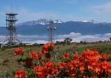 「初夏はレンゲツツジの花咲く高ボッチ高原へ行ってみよう！」の画像3
