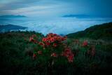 「初夏はレンゲツツジの花咲く高ボッチ高原へ行ってみよう！」の画像4