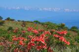 「初夏はレンゲツツジの花咲く高ボッチ高原へ行ってみよう！」の画像6