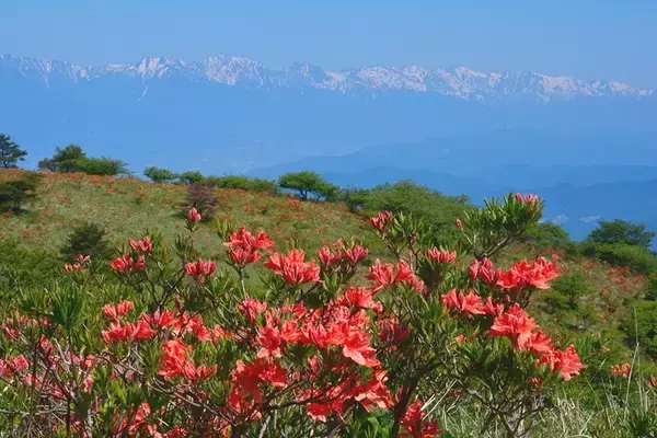 「初夏はレンゲツツジの花咲く高ボッチ高原へ行ってみよう！」の画像
