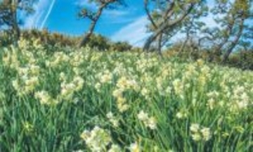 花めぐりデジタルスタンプラリー