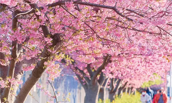 「花めぐりデジタルスタンプラリー」の画像