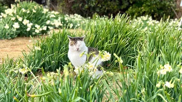 「花めぐりデジタルスタンプラリー」の画像