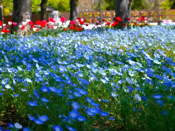 「【東京ミッドタウン日比谷】”花と魔法の祭典”「HIBIYA BLOSSOM 2026」映画『ウィキッド 永遠の約束』の世界が広がるコラボメニュー＆衣装展が決定」の画像